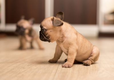 french bulldog ears down