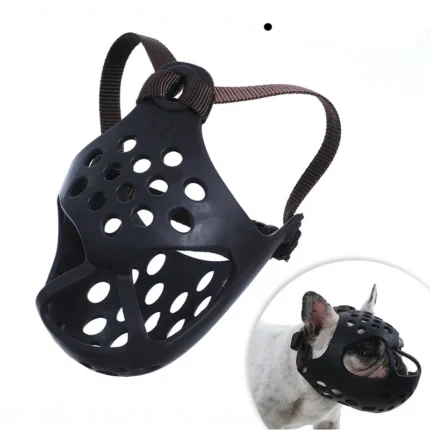 frenchie space flatsnout french bulldog muzzle