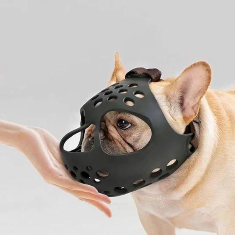 frenchie-space-flatsnout-french-bulldog-muzzle-8 frenchie space flatsnout french bulldog muzzle