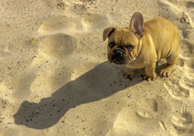 french bulldog ears down