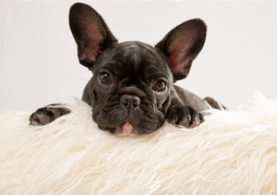 french bulldog losing hair