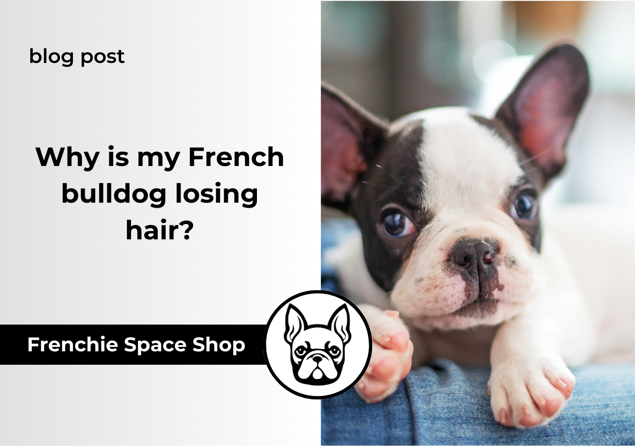 french bulldog losing hair