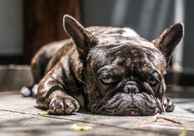 french bulldog feeling sleepy