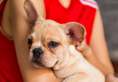 french bulldog hair loss