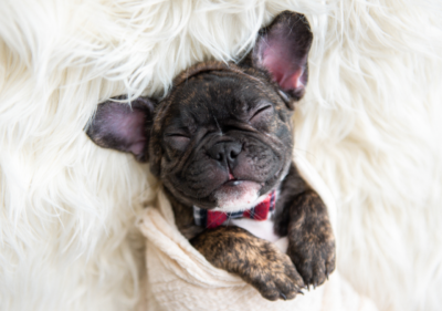 hair loss in frenchies