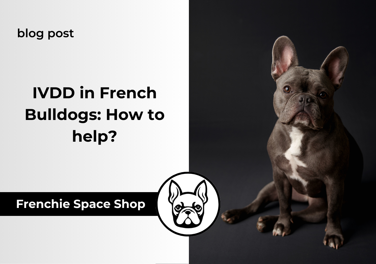 ivdd in french bulldogs