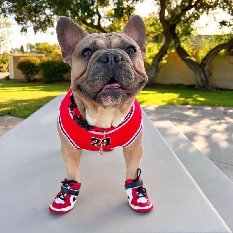 frenchie-space-shop-basketball-french-bulldog-vest-7 frenchie space shop basketball french bulldog vest