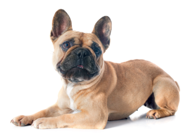 ivdd in french bulldogs
