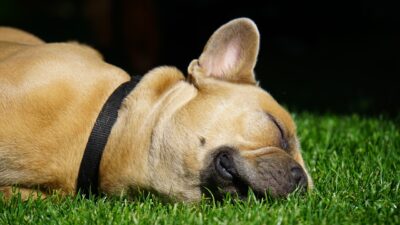 ear mites in french bulldogs