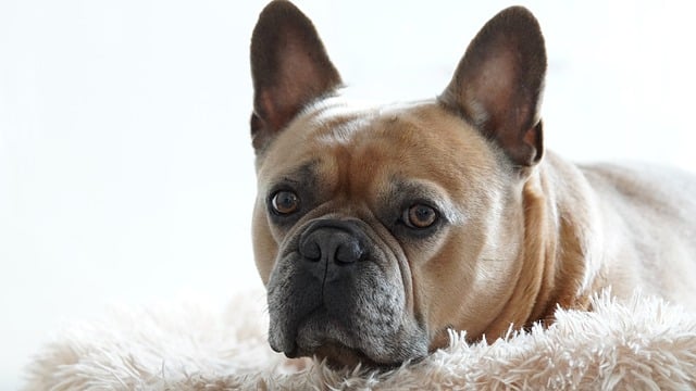 separation anxiety in french bulldogs