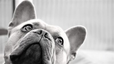 ear mites in frenchies
