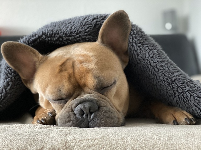 separation anxiety in french bulldogs