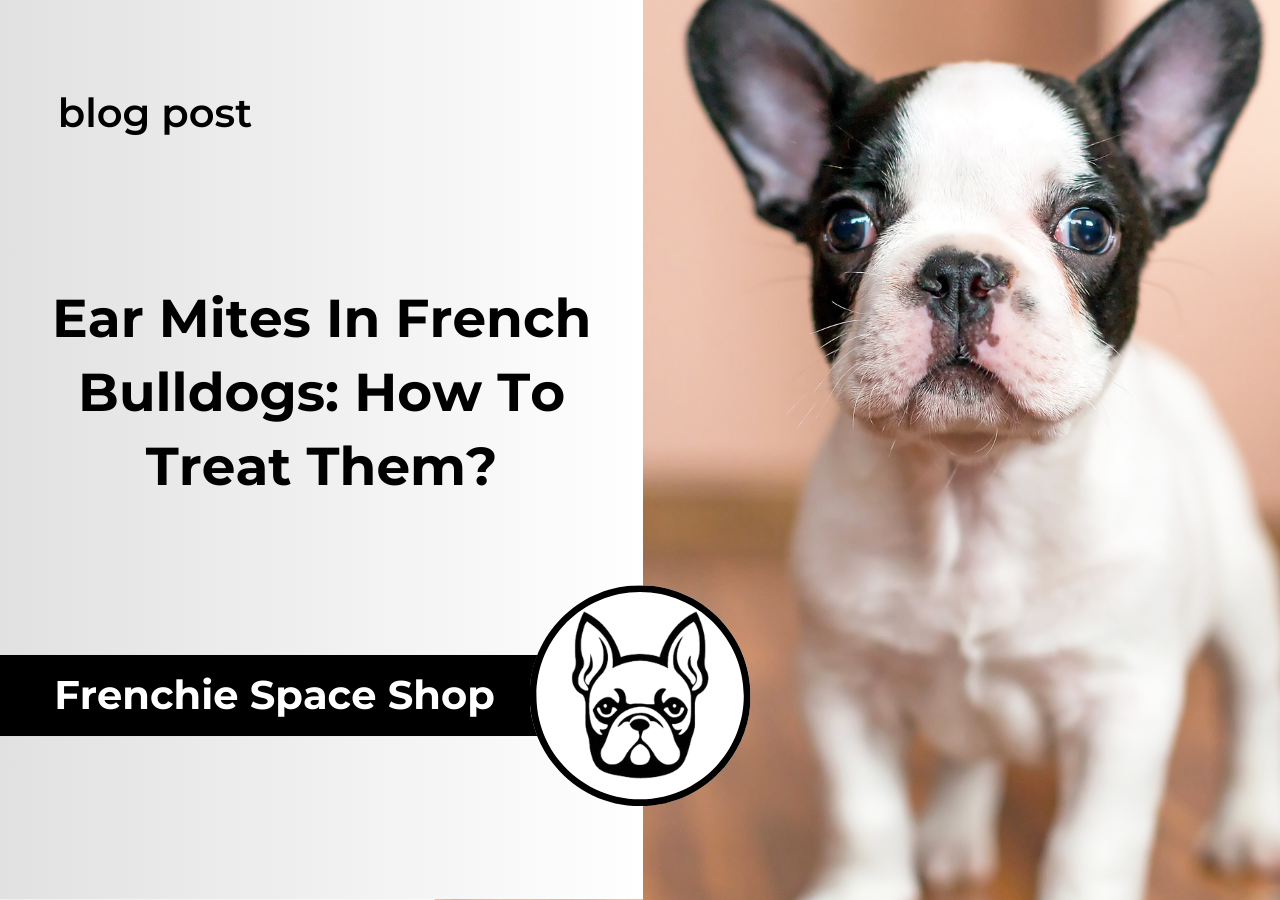 ear mites in french bulldogs
