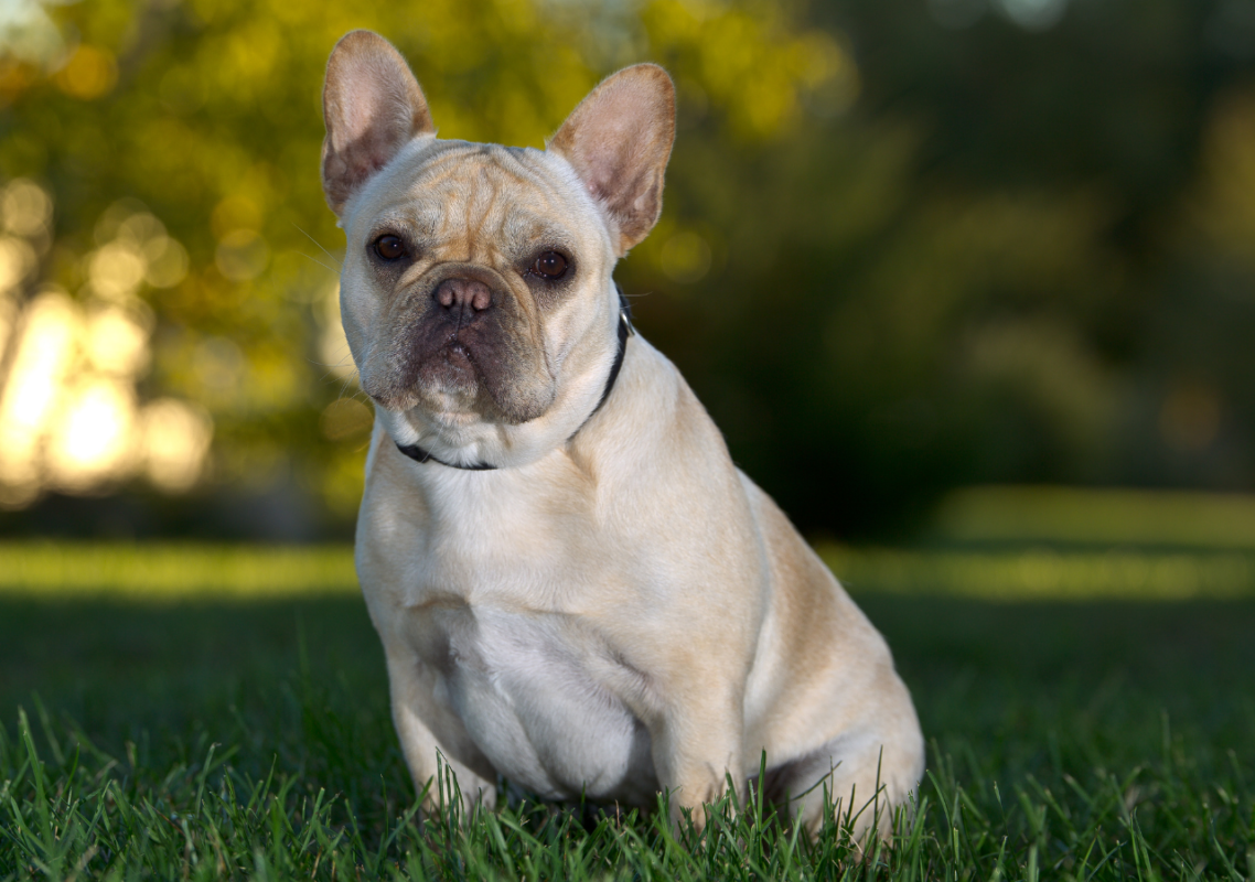 french bulldogs eat poop