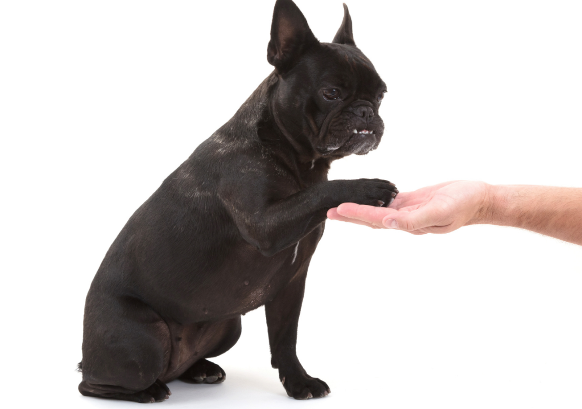 french bulldog licking paws