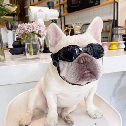 frenchie space shop fench bulldog uv sunglasses