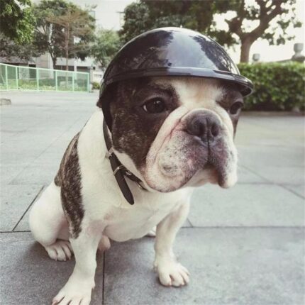 frenchie space shop french bulldog safety helmet