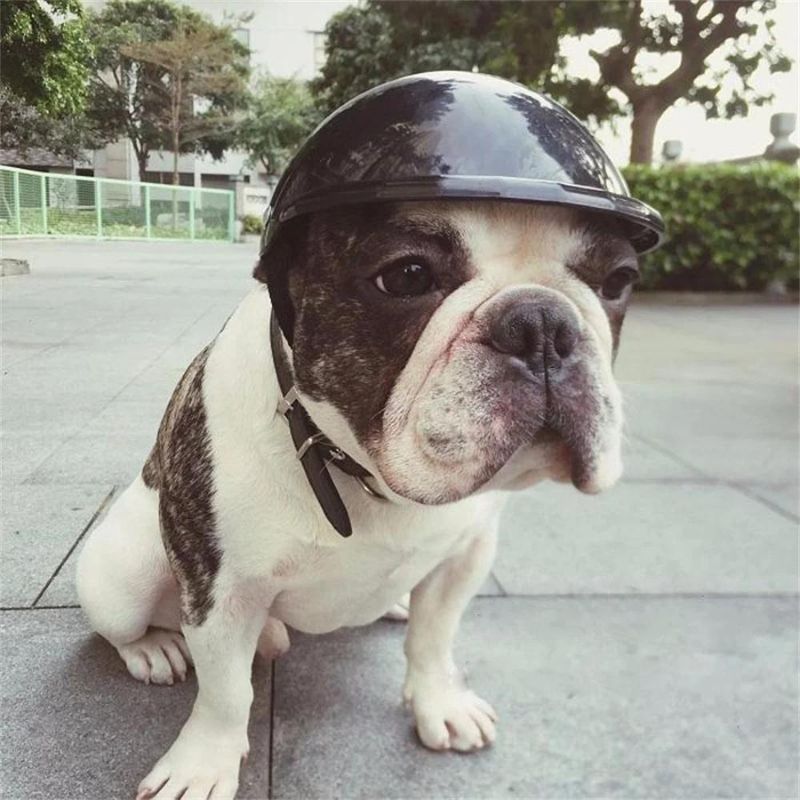 frenchie-space-shop-french-bulldog-safety-helmet-9 frenchie space shop french bulldog safety helmet