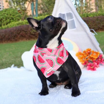 frenchie space shop french bulldog summer bandana
