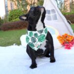 frenchie space shop french bulldog summer bandana