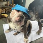 frenchie space shop french bulldog summer cap