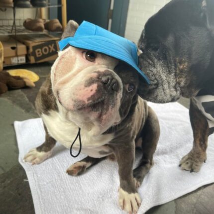 frenchie space shop french bulldog summer cap