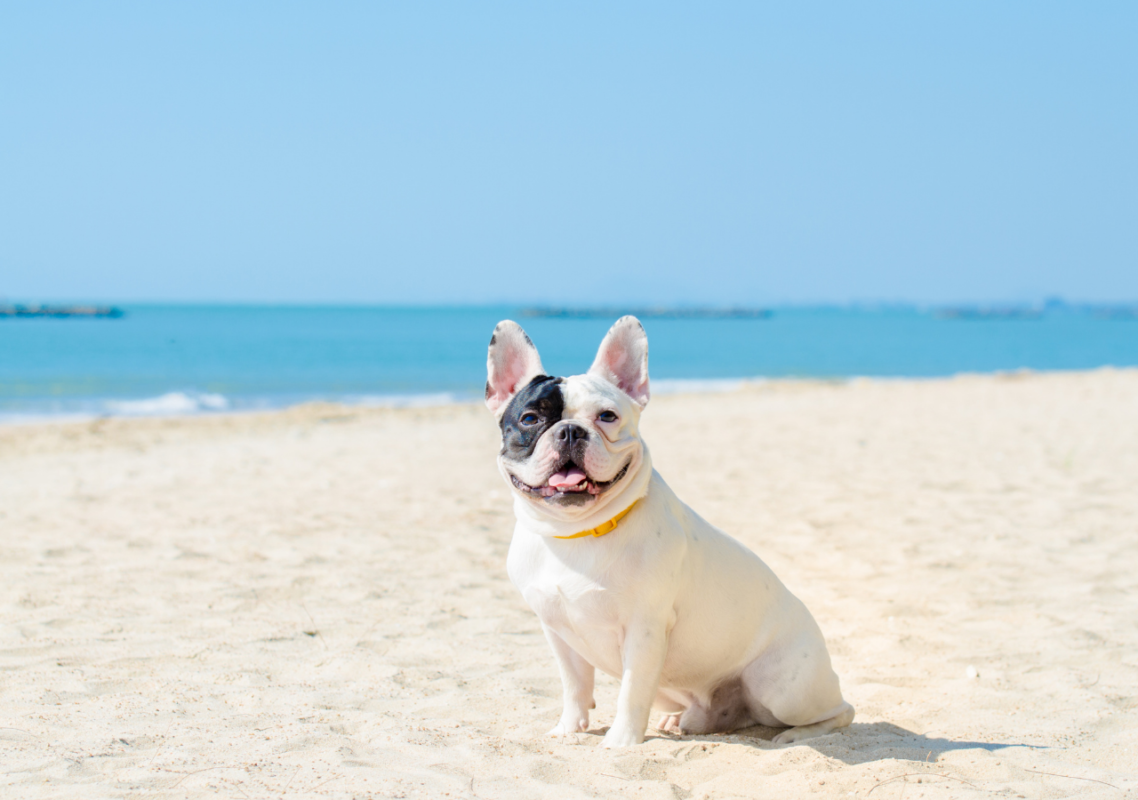 french bulldog summer cooling vest