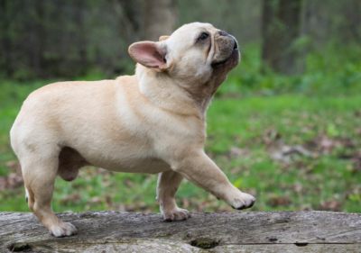 yeast infection in french bulldogs