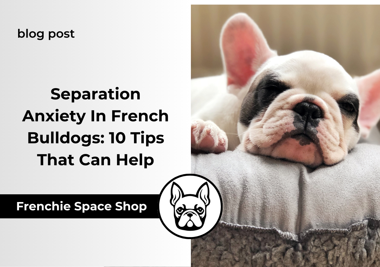 frenchie feels anxious