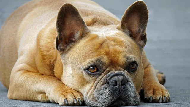 separation anxiety in french bulldogs
