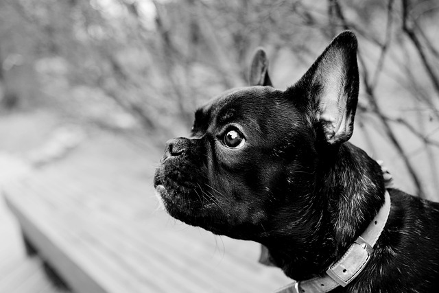 separation anxiety in french bulldogs