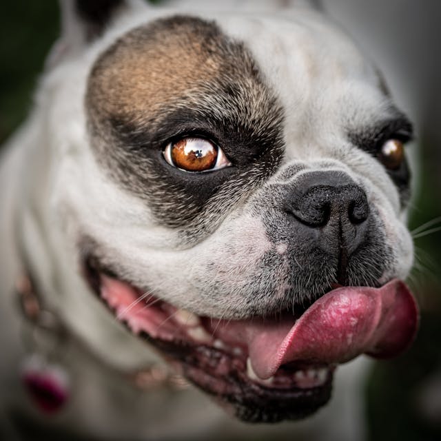 frenchie eye problems