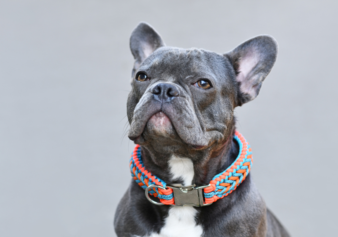 blue french bulldog