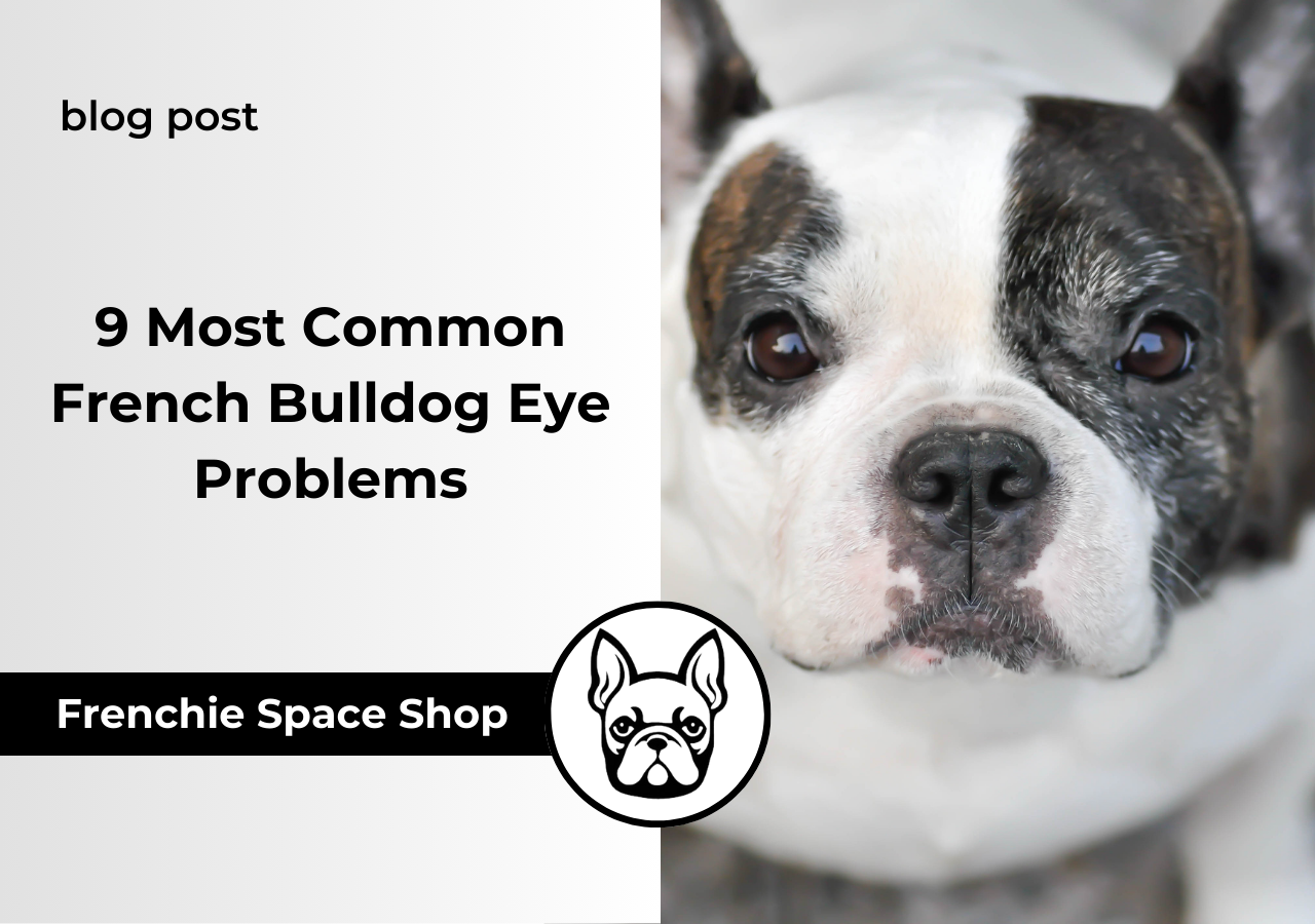 eye problems in french bulldogs