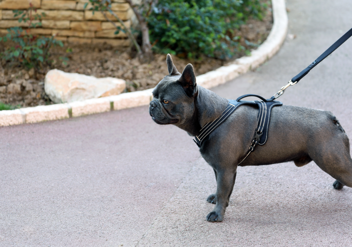french bulldog harness