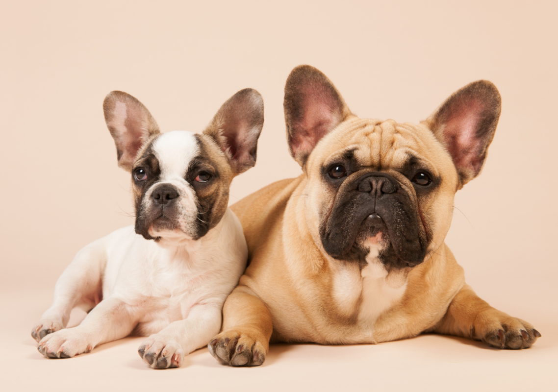 french bulldog pregnancy