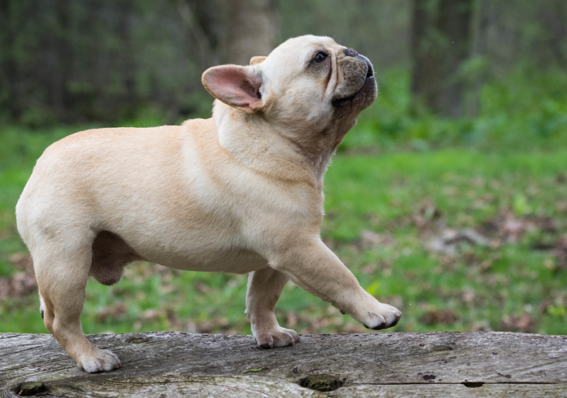 frenchie space french bulldog tail