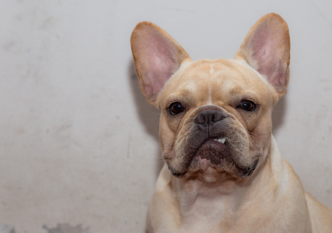 frenchie space seizures in french bulldogs