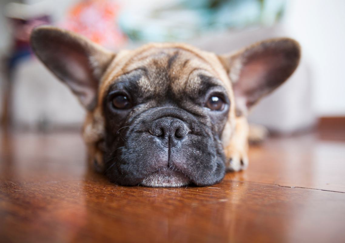 frenchie space seizures in french bulldogs