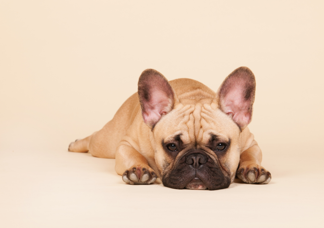 frenchie space seizures in french bulldogs