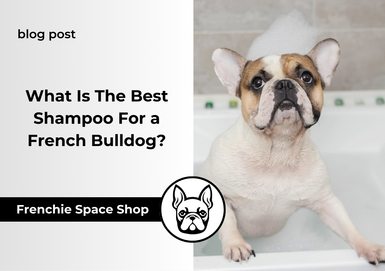 french bulldog shampoo