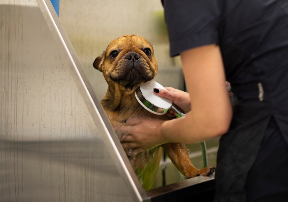 french bulldog shampoo