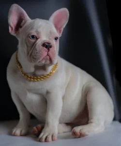 why are french bulldogs so expensive frenchie space