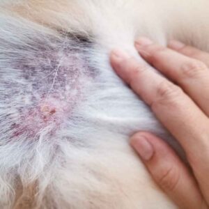 frenchie skin issues