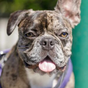 mange in french bulldogs