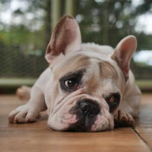 frenchie space french bulldog neutering