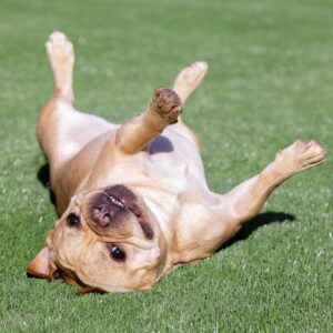 frenchie space french bulldog neutering
