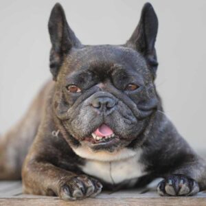 neuter a french bulldog