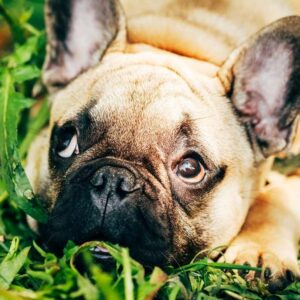 frenchie space french bulldog spaying