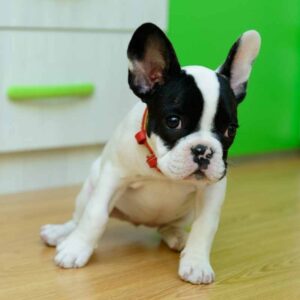 frenchie space french bulldog spaying
